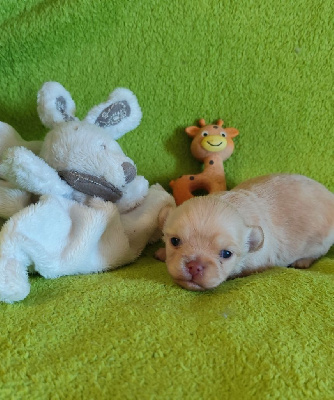 CHIOT 1