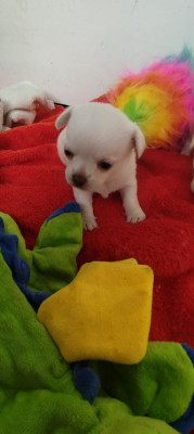 Chiot N°1