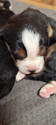 Chiot N°2