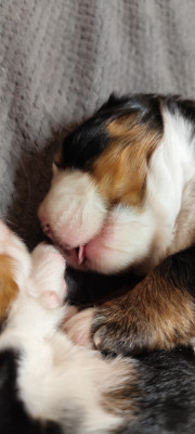 Chiot N°4