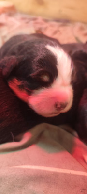 Chiot N°5