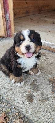 Chiot N°1