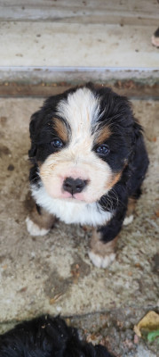 Chiot N°2