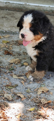 Chiot N°4