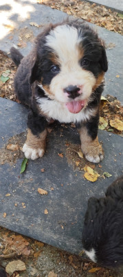 Chiot N°5