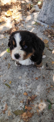 Chiot N°6