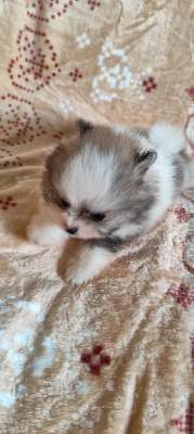 CHIOT 4