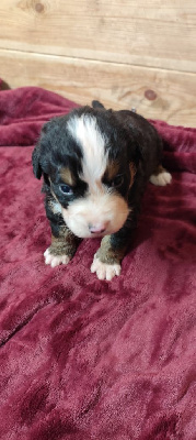 CHIOT 3