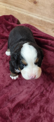 CHIOT 1