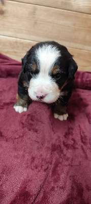 CHIOT 4