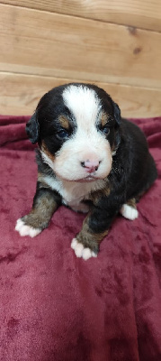CHIOT 5