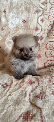 CHIOT 3