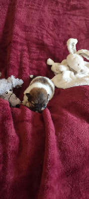 CHIOT 2
