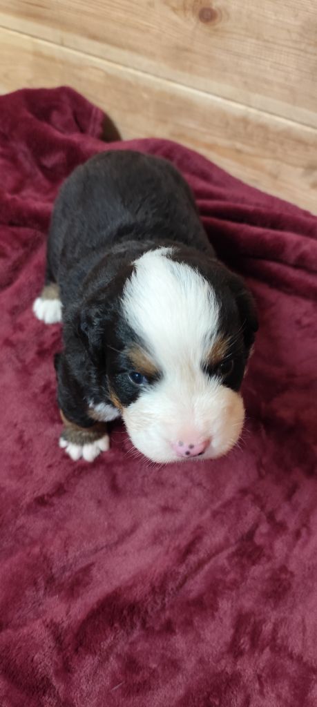 Des Merveilles De La Nature - Chiots disponibles - Bouvier Bernois