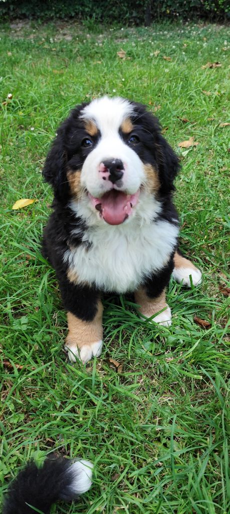 Des Merveilles De La Nature - Chiots disponibles - Bouvier Bernois