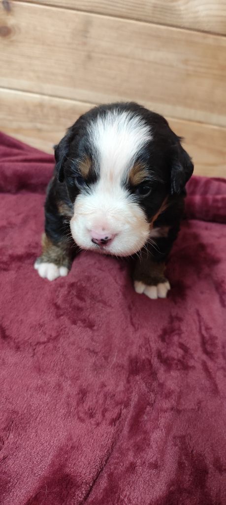Des Merveilles De La Nature - Chiots disponibles - Bouvier Bernois