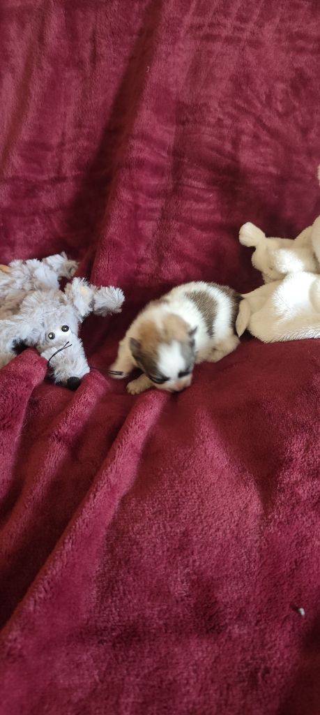 Des Merveilles De La Nature - Chiots disponibles - Spitz allemand