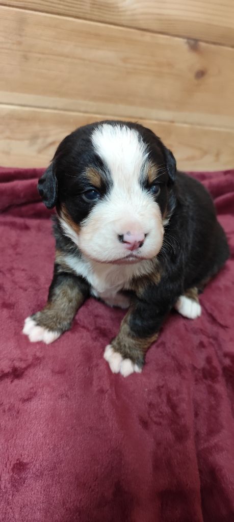 Des Merveilles De La Nature - Chiots disponibles - Bouvier Bernois