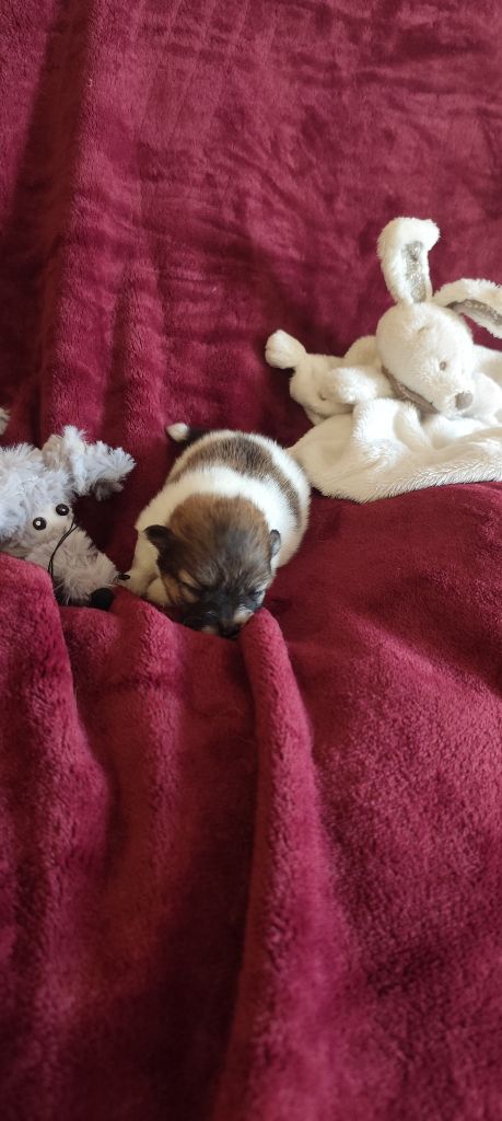 Des Merveilles De La Nature - Chiots disponibles - Spitz allemand