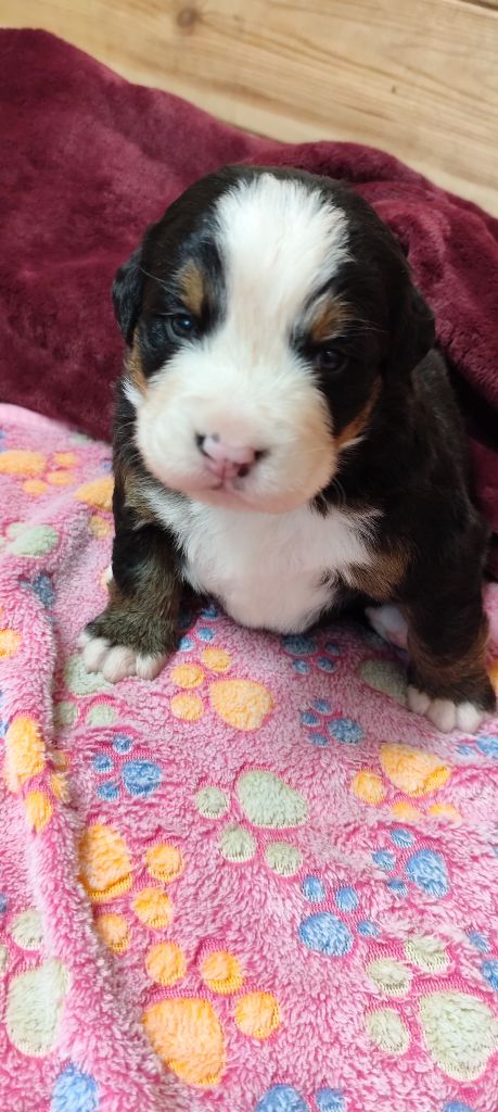 Des Merveilles De La Nature - Chiots disponibles - Bouvier Bernois